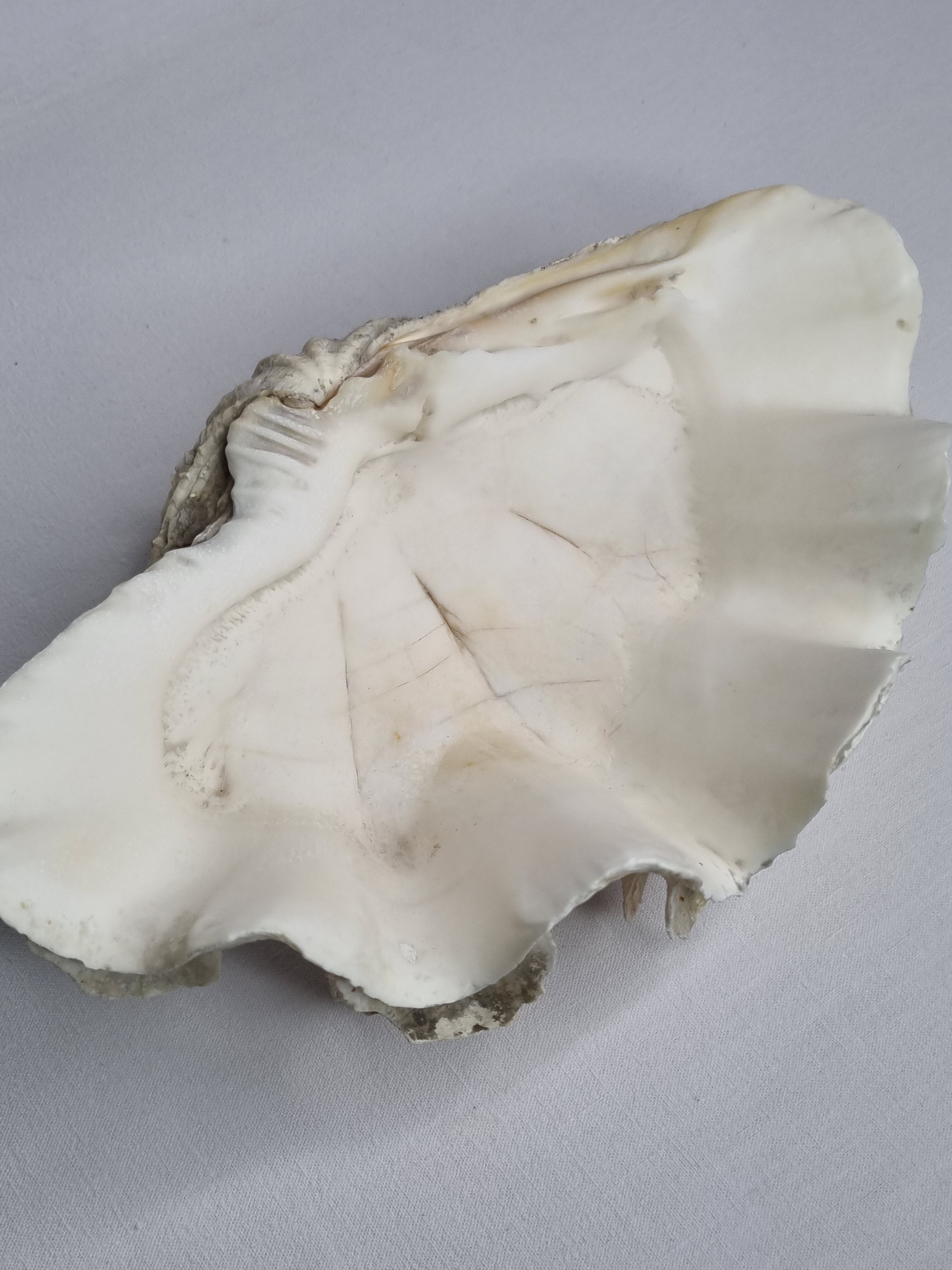 Ancient holy shell, 30 cm