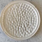 Vintage raspberry slurry pie dish 50s