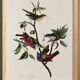Affiche sur le Passerin nonpareil, d’après une gravure ancienne de 1827.