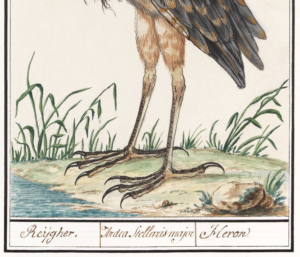 Small poster on the Heron, after an old engraving from 1610.