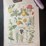 Lithograph on aperitif plants from 1920