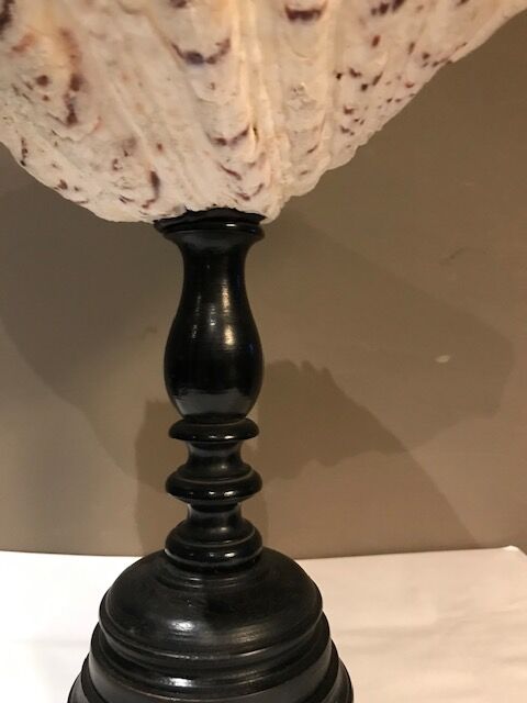 Clam mounted in vacuum pocket