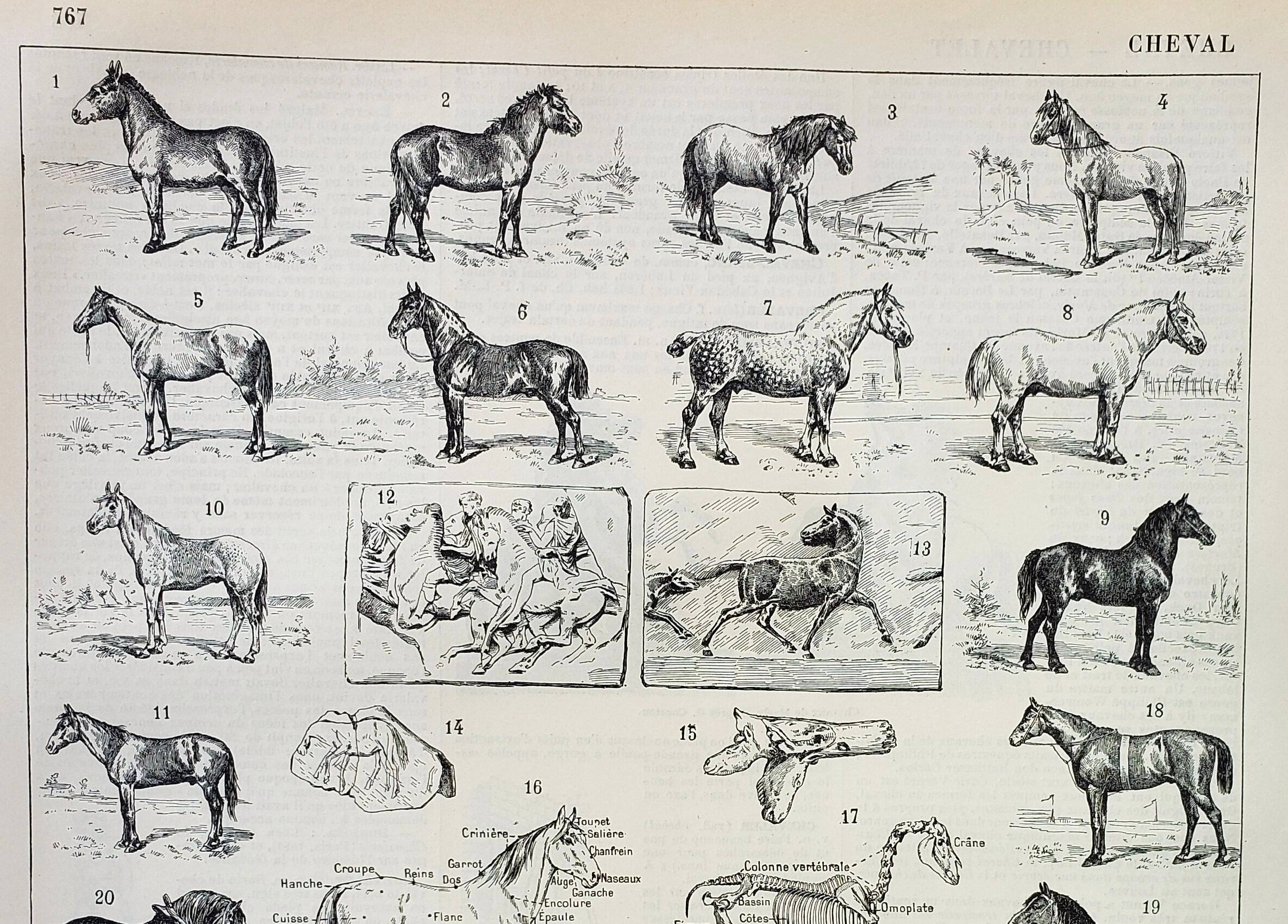 Gravure ancienne 1898, Chevaux , race, anatomie, course • Lithographie, Planche originale