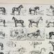 Gravure ancienne 1898, Chevaux , race, anatomie, course • Lithographie, Planche originale