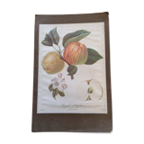 Botanical poster