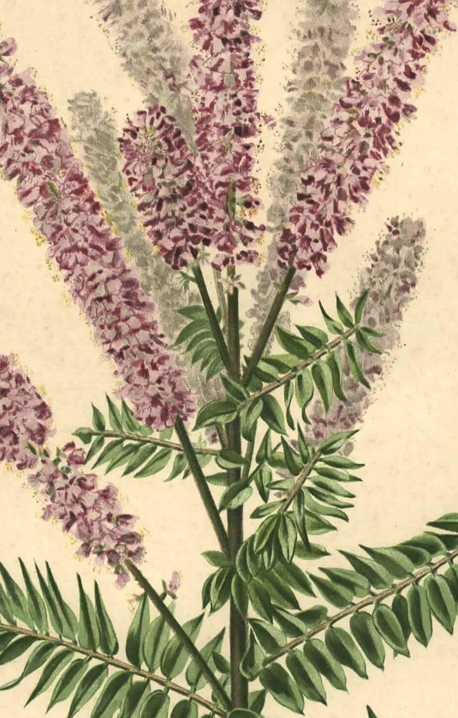 Botanical engraving from 1896 by Descamps-Sabouret • Woolly amorph • Old lithograph