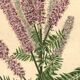 Botanical engraving from 1896 by Descamps-Sabouret • Woolly amorph • Old lithograph