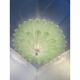 Venetian Leaves Flush Mount in Green Murano Glass by Simoeng