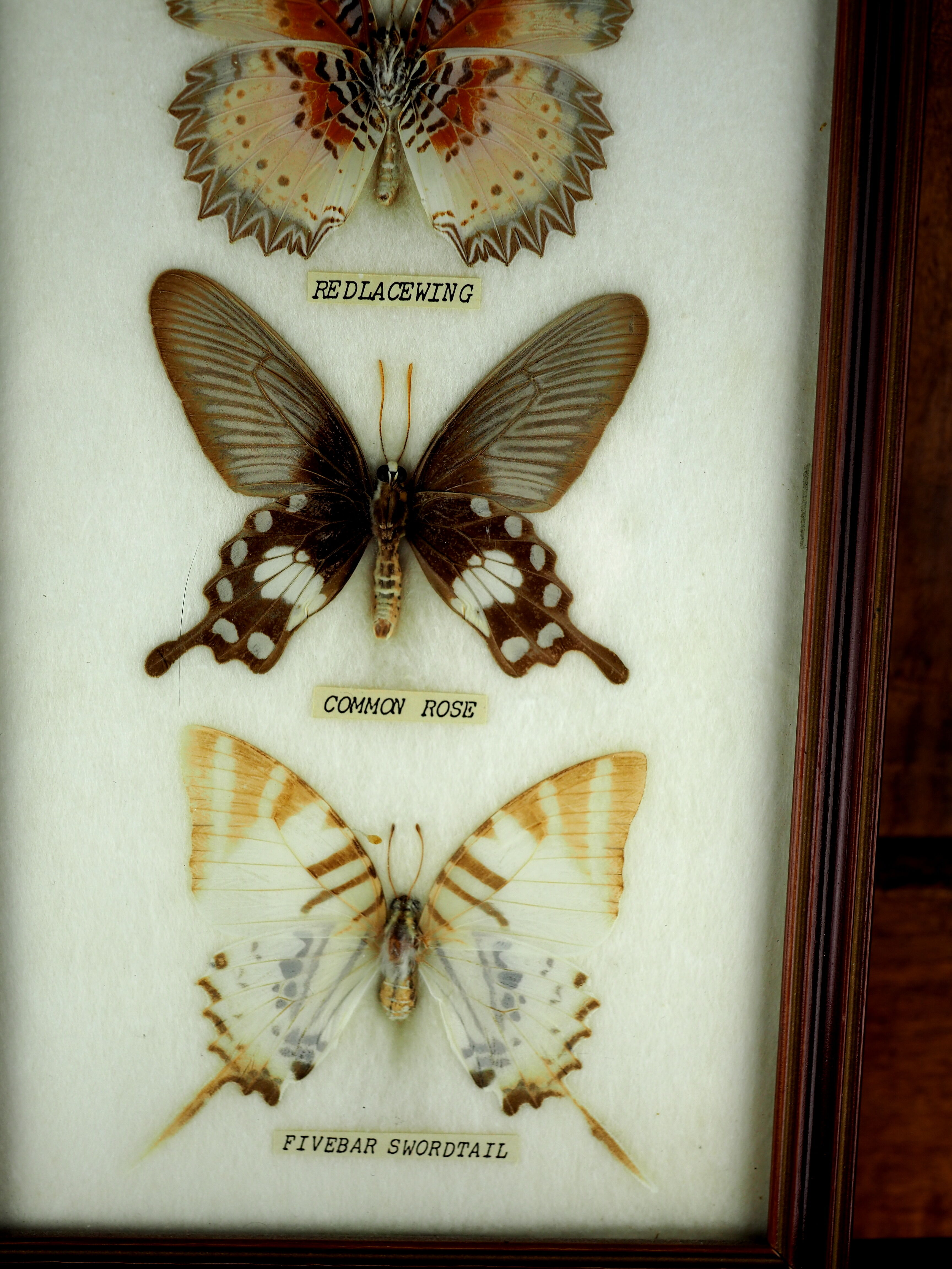 Five butterflies on cotton wool under frame - 60s / 70s