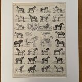Lithograph on horses - 1900