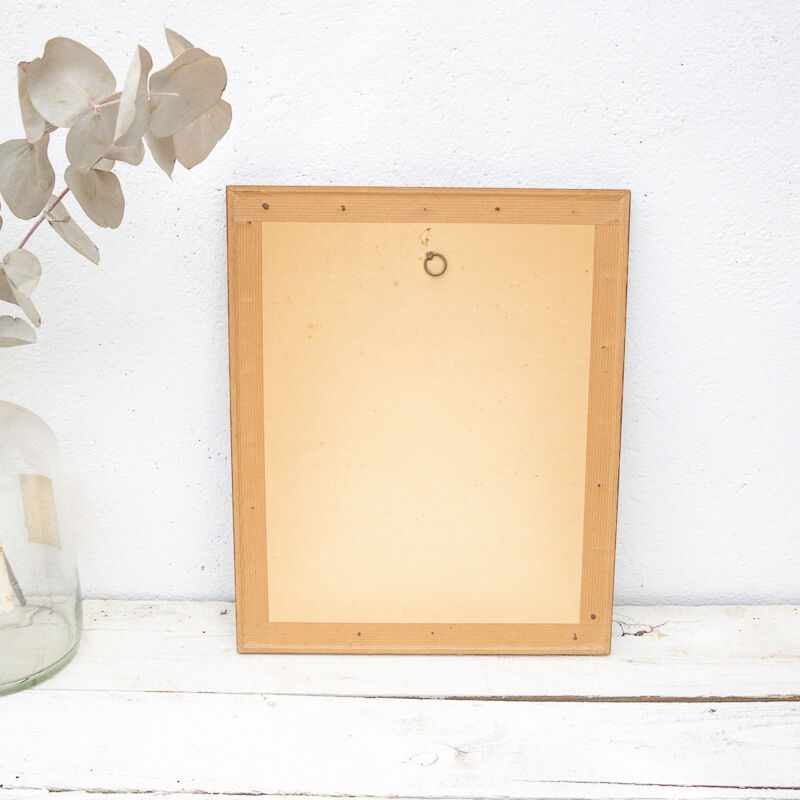 Engraving bird parrot, the parakeet with wide tail jacques barraband