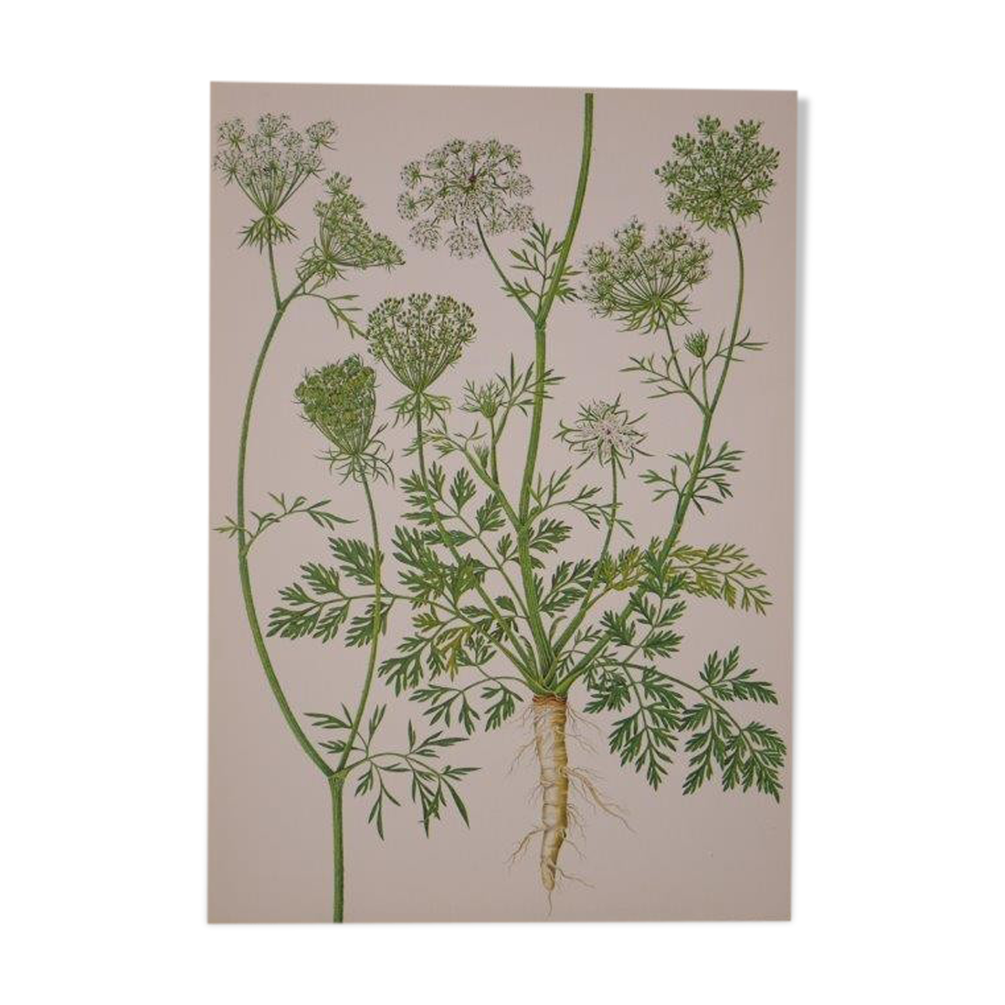 Planche botanique carotte