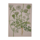 Planche botanique carotte
