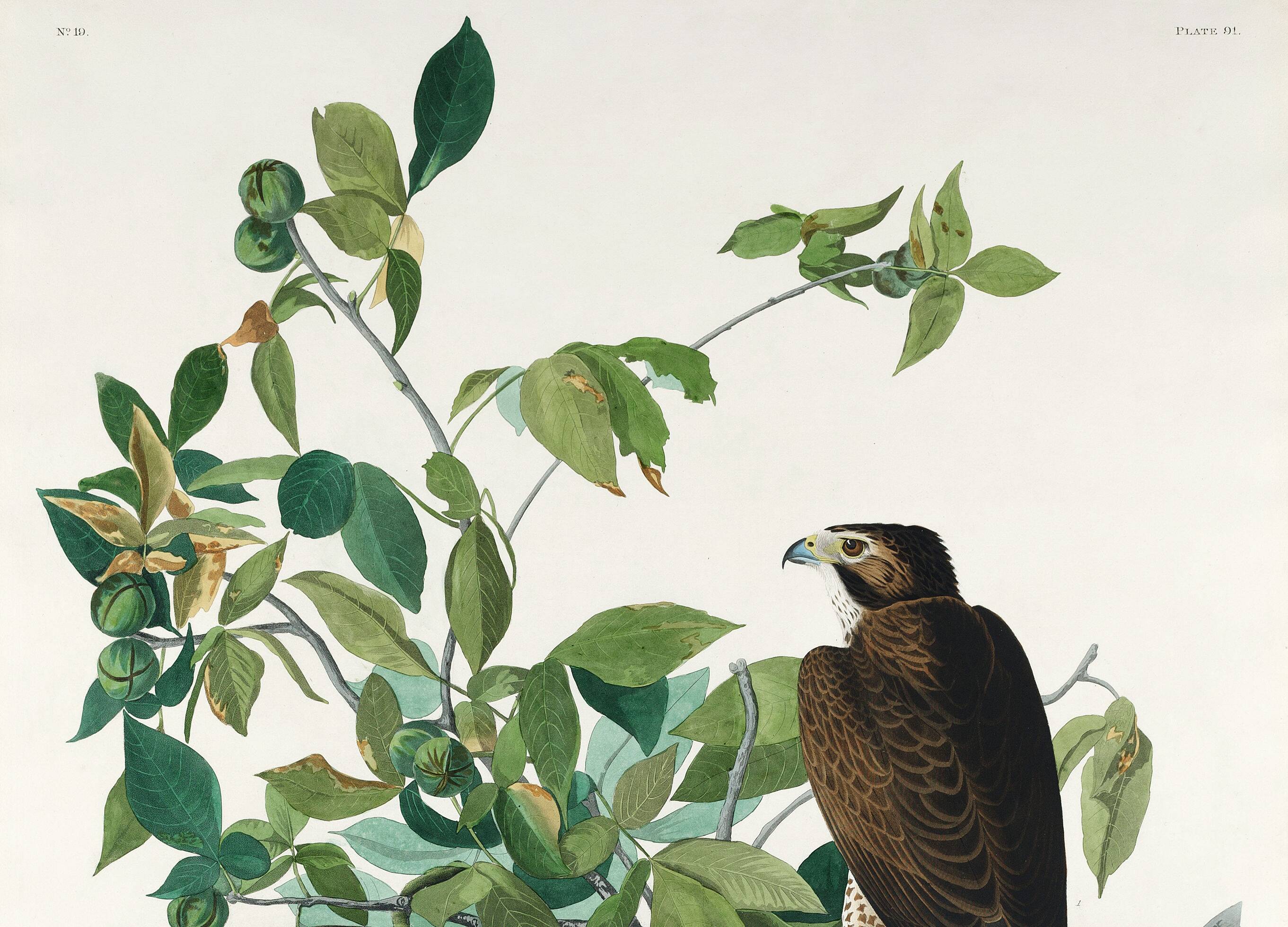 Affiche sur le Faucon des prairies, d’après une gravure ancienne de 1827.