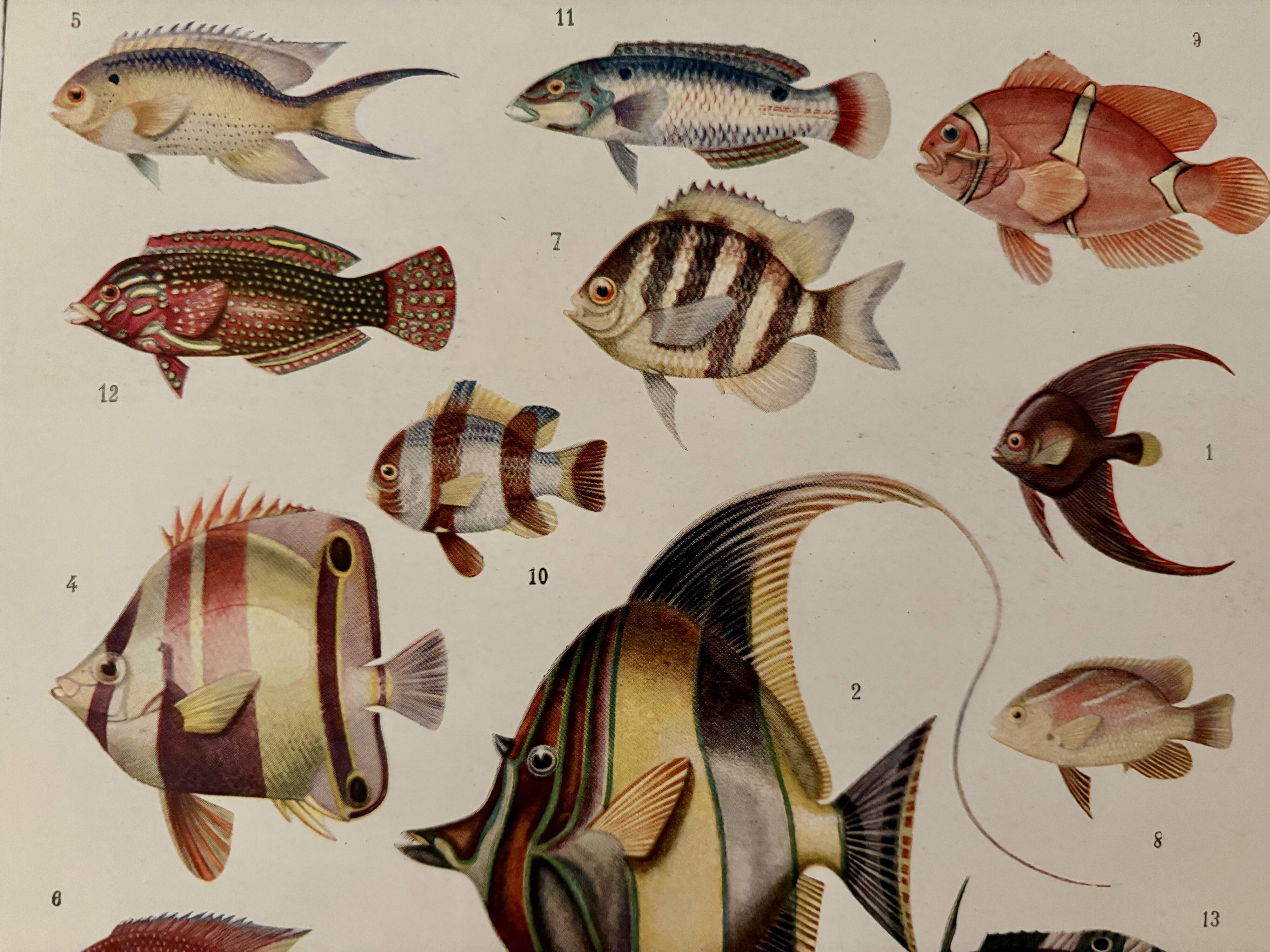 Old illustrated plate on coral reef fish - 1920