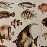 Old illustrated plate on coral reef fish - 1920