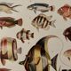 Old illustrated plate on coral reef fish - 1920