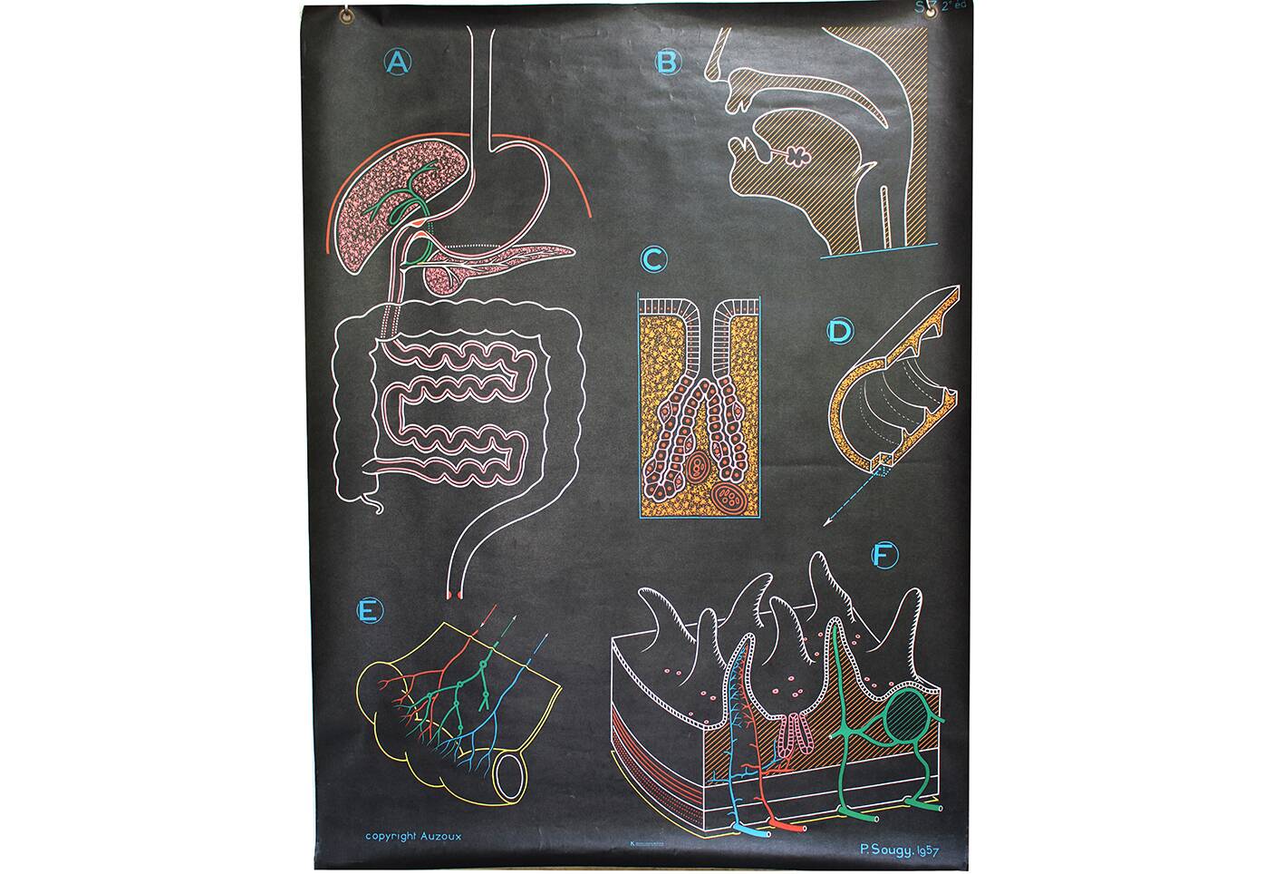Poster of the digestive system Doctor Auzoux
