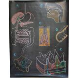 Poster of the digestive system Doctor Auzoux