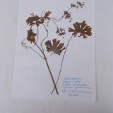 Set of 6 herbarium boards