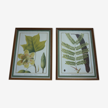 2 reproductions of botanical drawings by P. Bessa