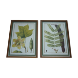 2 reproductions of botanical drawings by P. Bessa