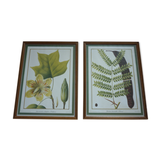 2 reproductions of botanical drawings by P. Bessa