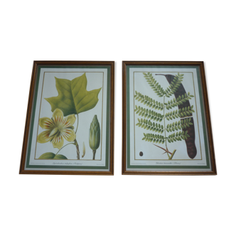 2 reproductions dessins botaniques d'après P. Bessa