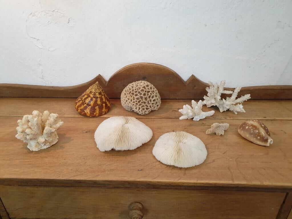 Shells and corals