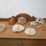 Shells and corals