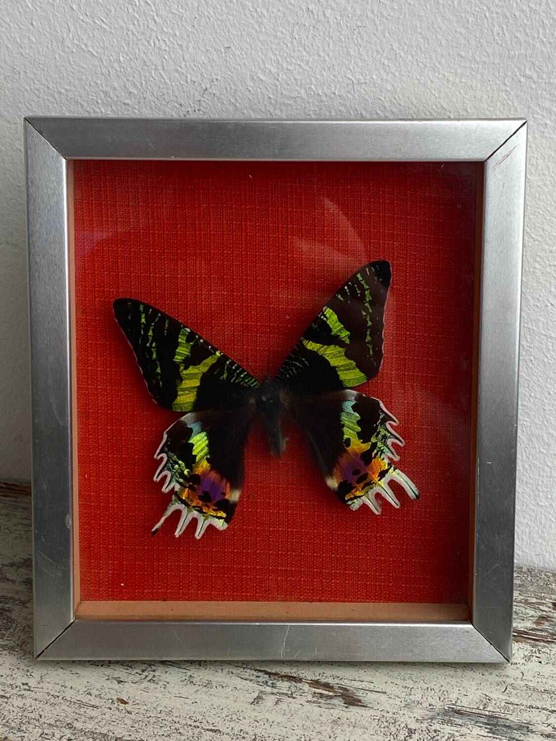 Naturalized butterfly under glass Uranus Ripheus