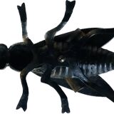 Cendrier en forme de mouche