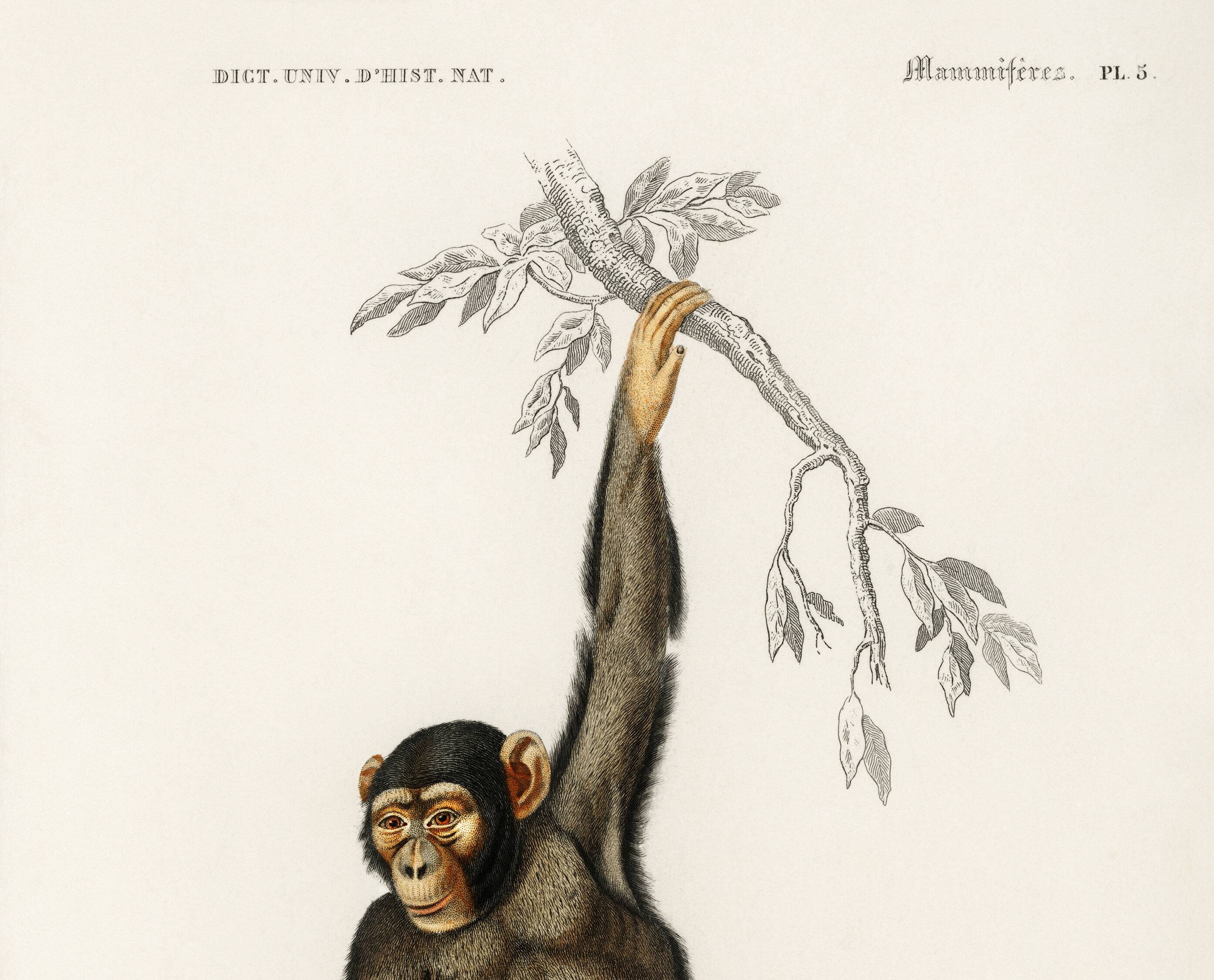Poster about the chimpanzee, based on an old engraving from 1849.