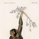 Poster about the chimpanzee, based on an old engraving from 1849.