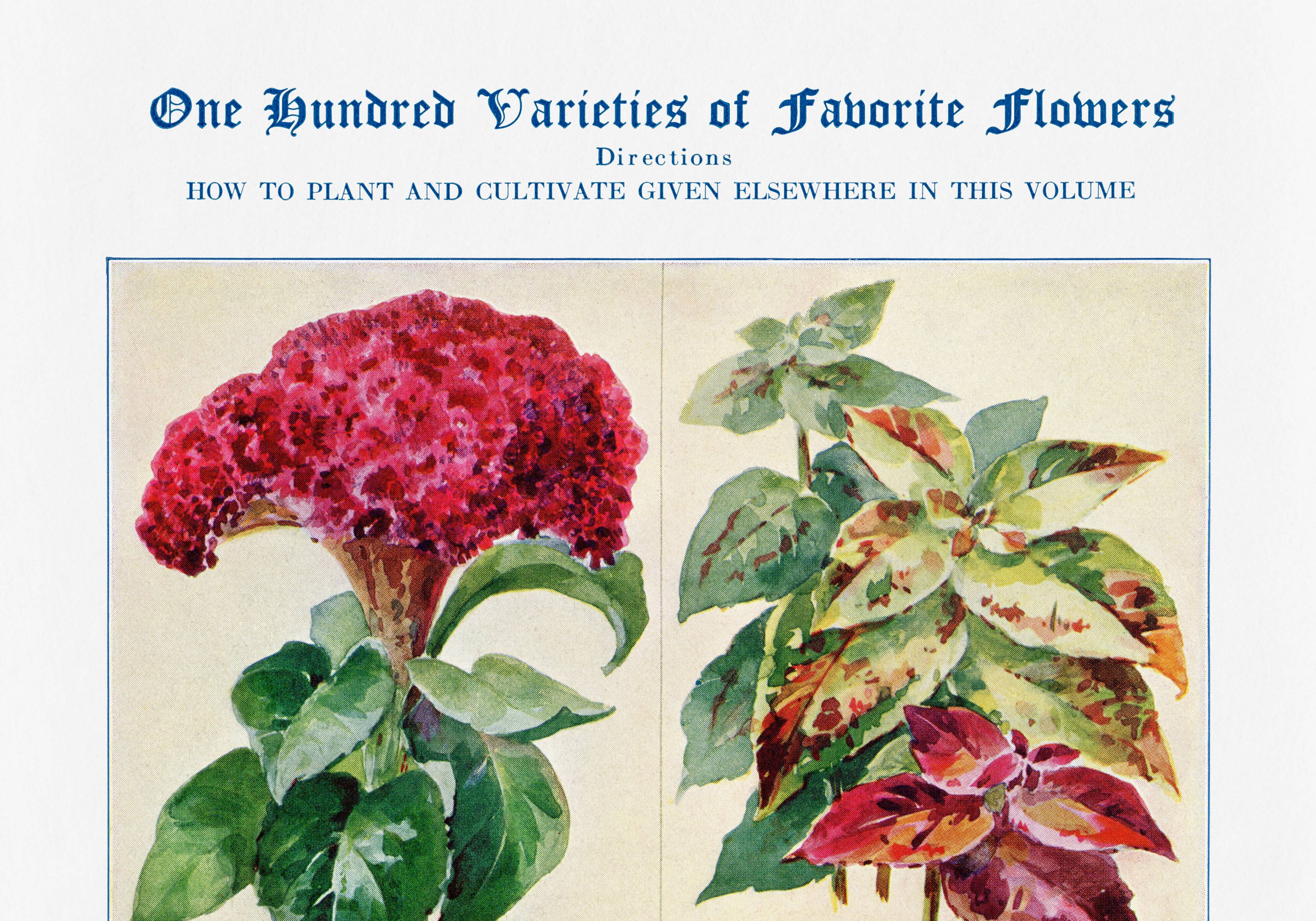 Poster about celosia, coleus, columbine and gomphrene