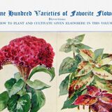 Poster about celosia, coleus, columbine and gomphrene