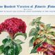 Poster about celosia, coleus, columbine and gomphrene