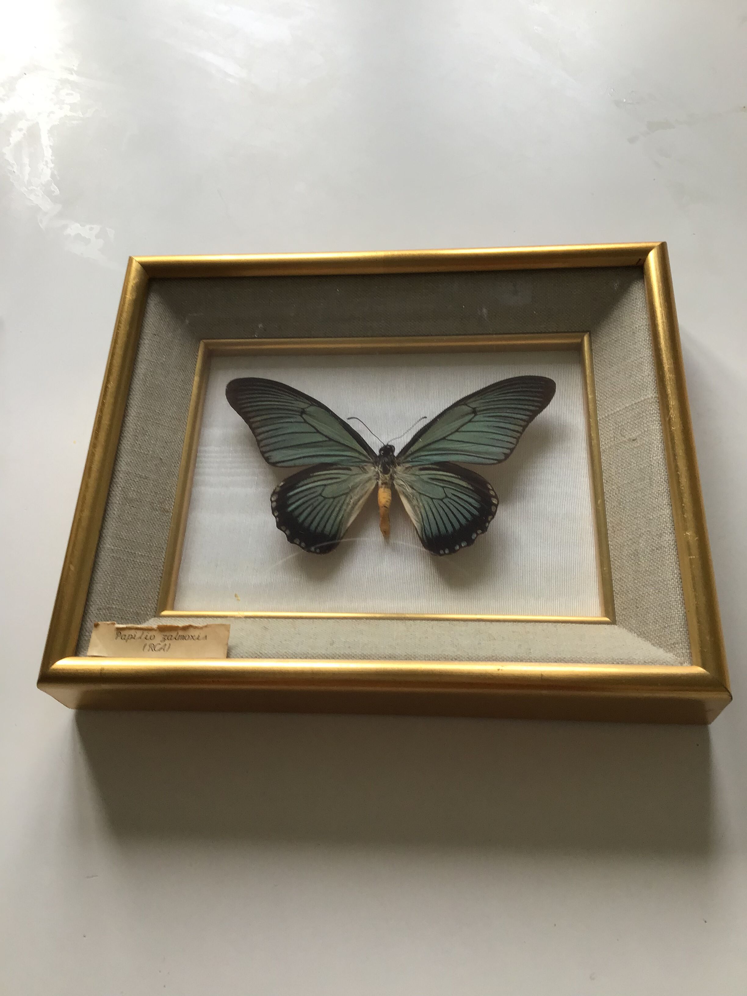 Naturalized butterfly frame