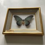 Naturalized butterfly frame