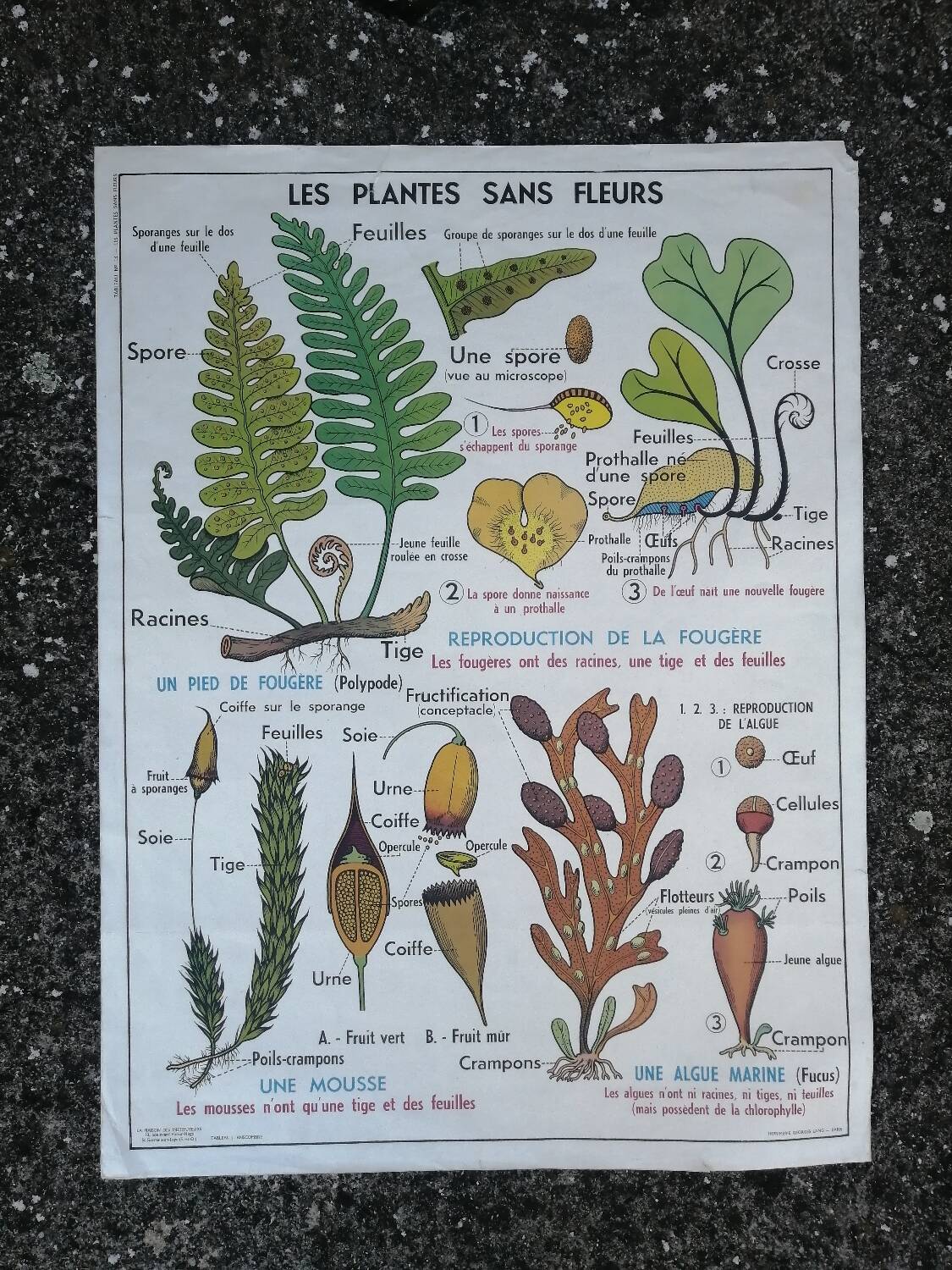 Vintage MDI school poster: Plants without flowers & Wheat, grasses.