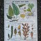 Vintage MDI school poster: Plants without flowers & Wheat, grasses.