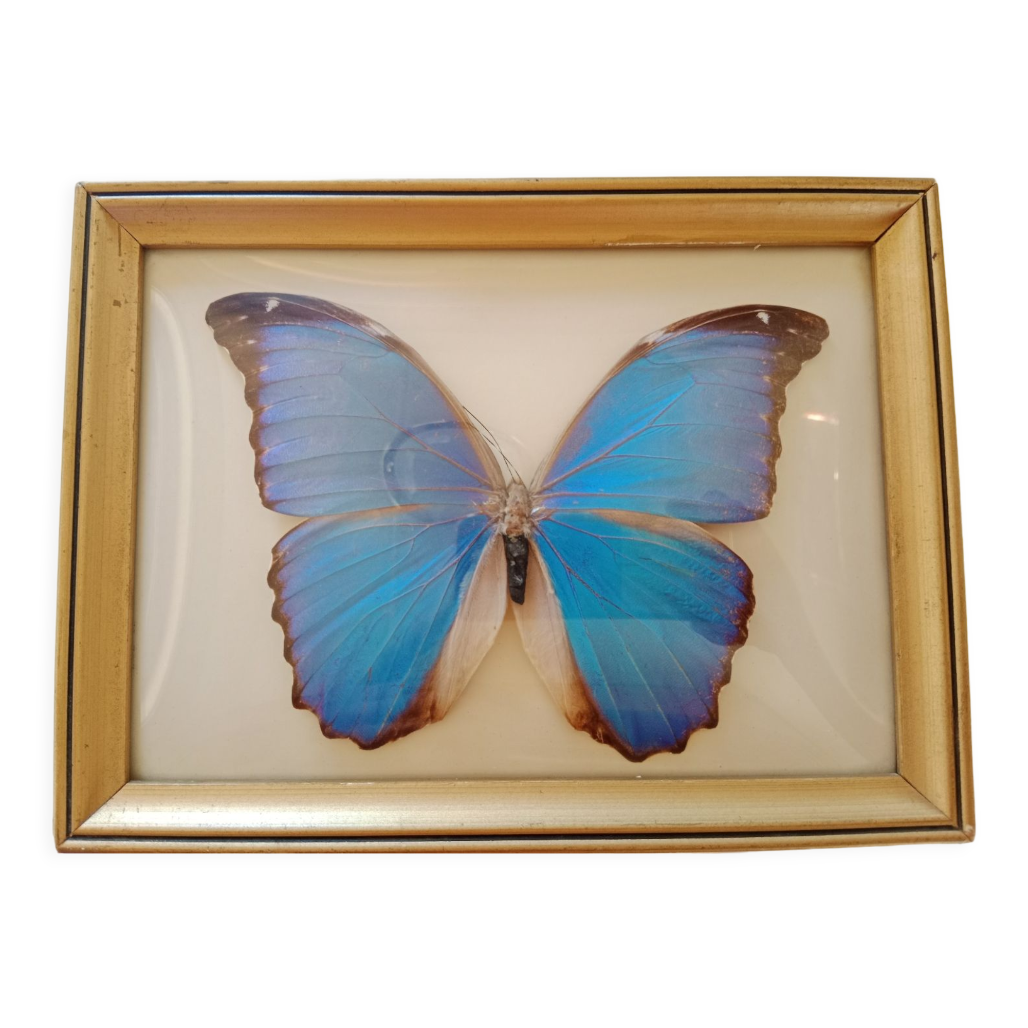Morpho Amathonte