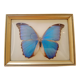 Morpho Amathonte