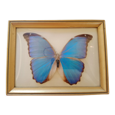 Morpho Amathonte