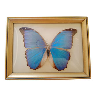 Morpho Amathonte