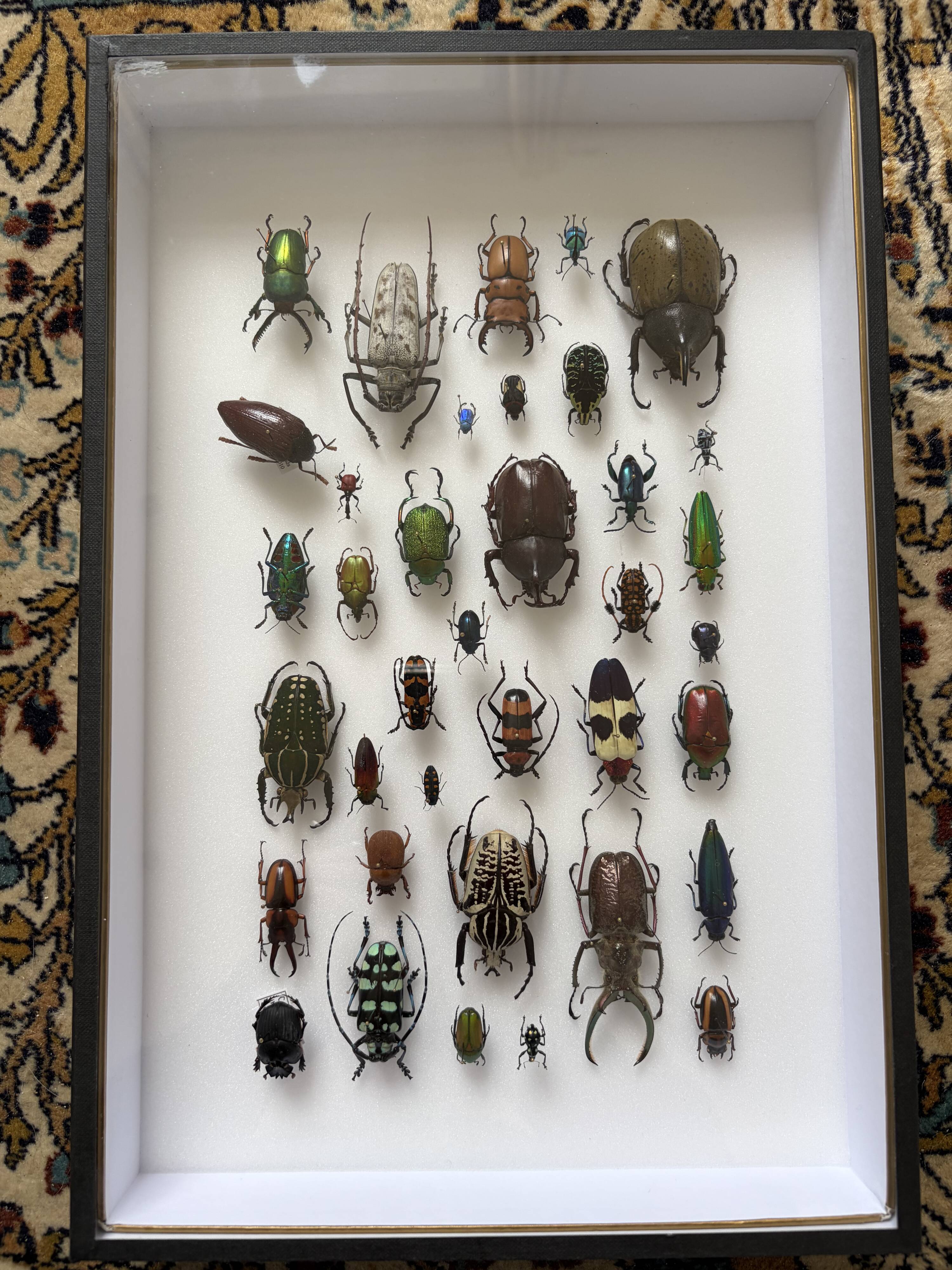 Entomological box Deyrolle Paris - Important collection of Coleoptera