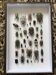 Entomological box Deyrolle Paris - Important collection of Coleoptera