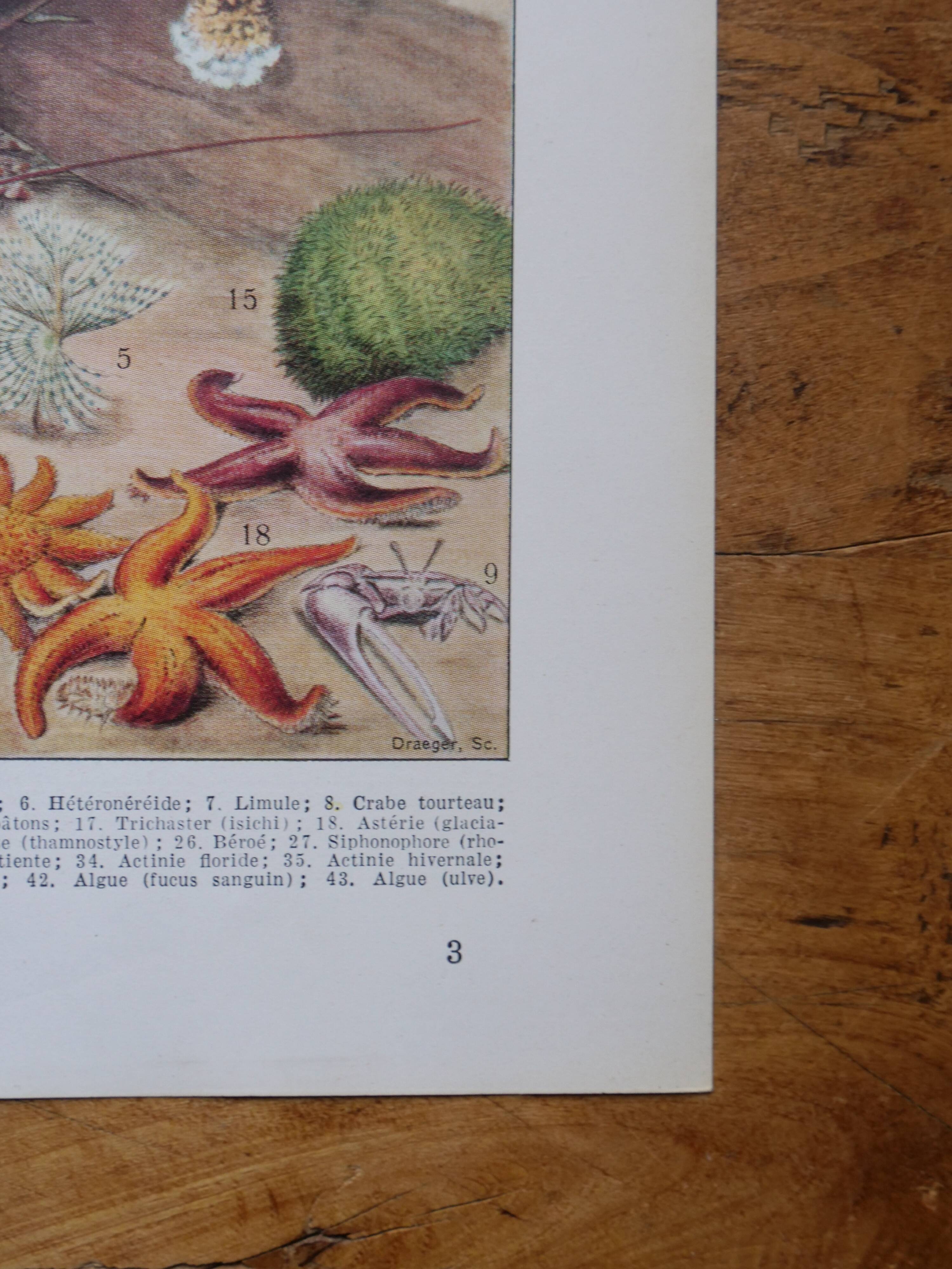 Lot of 2 lithographs on oceanography and molluscs