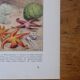 Lot of 2 lithographs on oceanography and molluscs