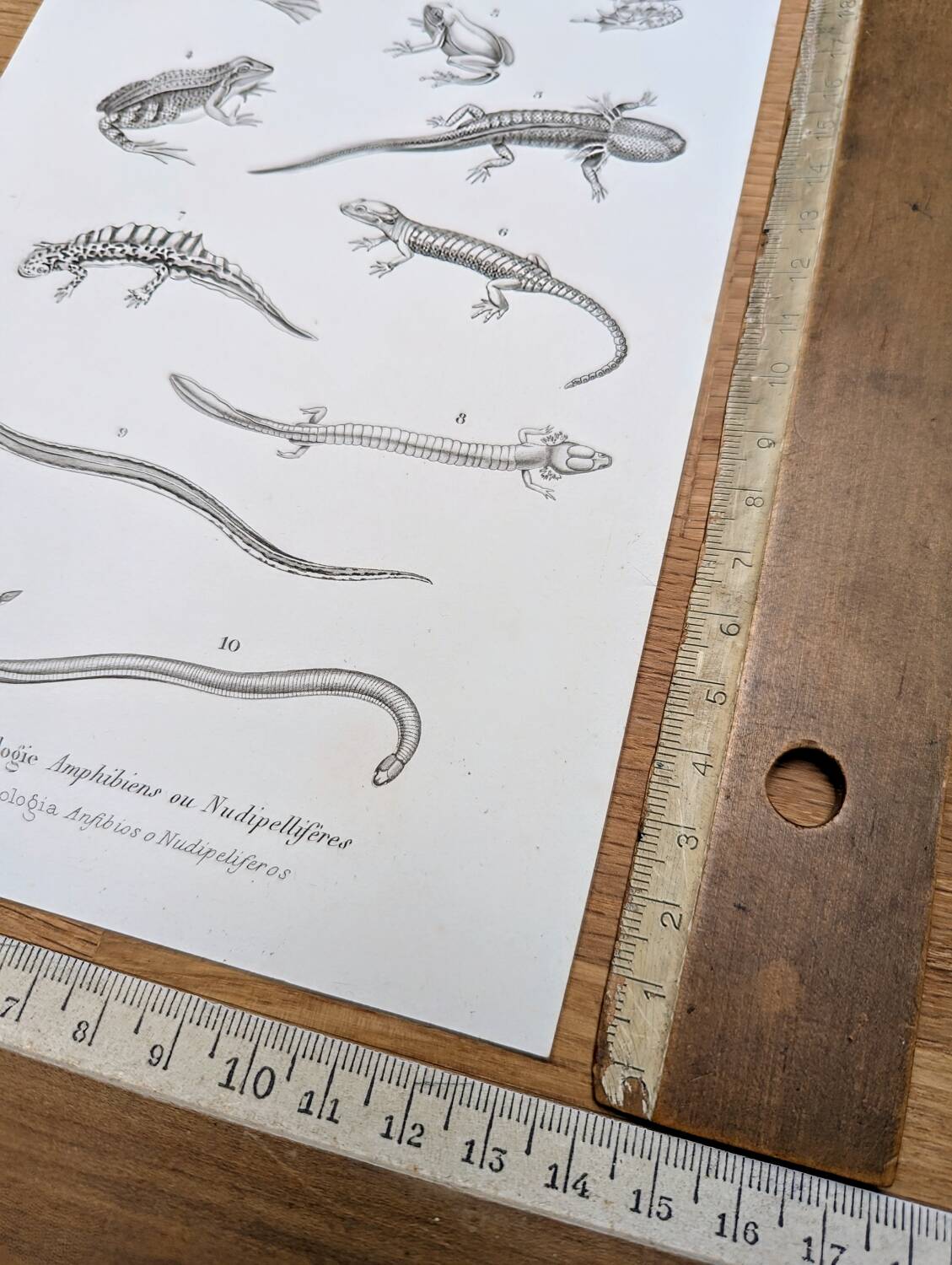 Printed in 1851, Natural History, Amphibians.